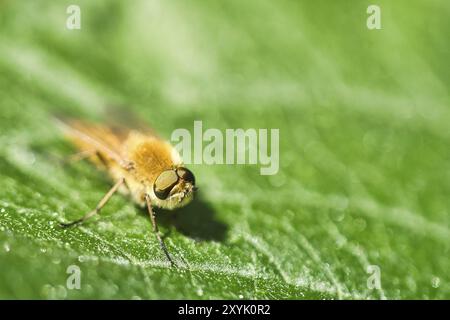 Gli anelli dei capelli volano su una foglia verde. Sole sull'insetto. Macrofotografia di piccoli animali Foto Stock