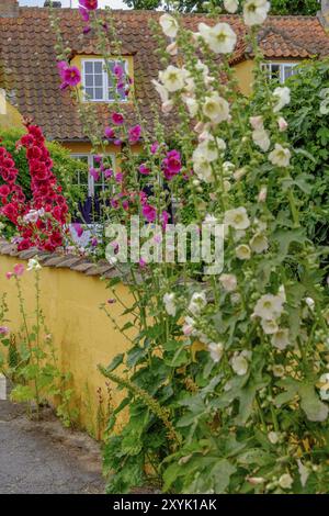 Fiori rosa e bianchi di fronte a una casa gialla con tegole, atmosfera rurale ed estiva, svaneke, bornholm, Mar baltico, danimarca, skankandinavia Foto Stock