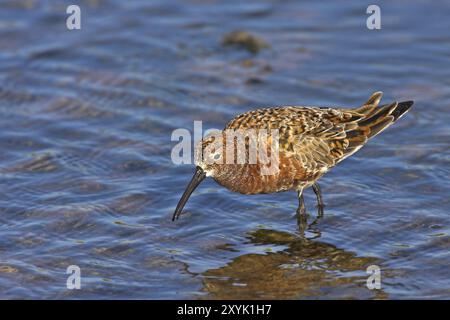 Curlew sandpiper (Calidris ferruginea), famiglia Snipe, saline Kalloni, Lesvos, Grecia, Europa Foto Stock