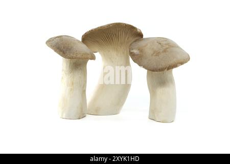 Fungo Pleurotus eryngii isolato su sfondo bianco, noto anche come fungo tromba re, fungo corno francese, eryngi, fungo ostrica re, re Foto Stock