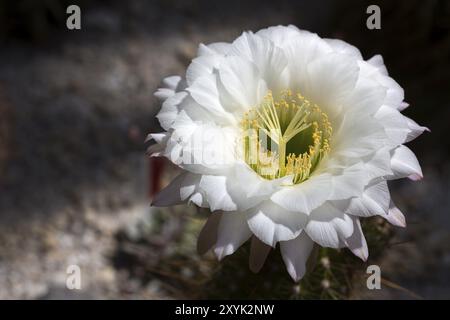 Grande fiore di cactus (Echinopsis candicans) Foto Stock