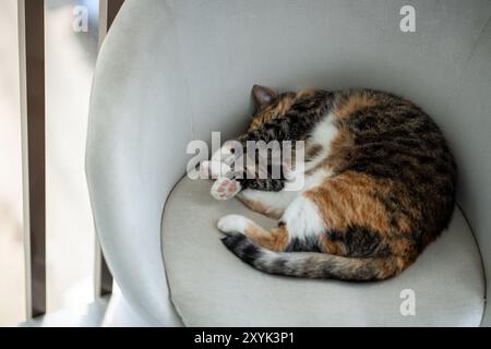 Il gatto ricamato tricolore si dosa in poltrona, soggiorna in appartamento. Pigrizia, giorno sognando, rilassatevi Foto Stock