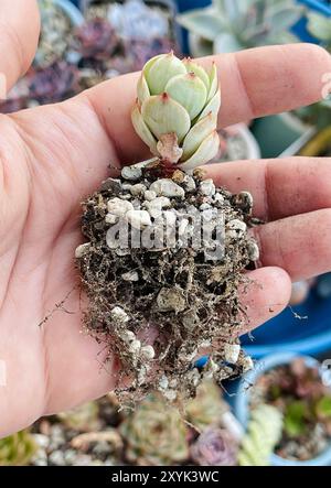 Rosetta verde di Echeveria Peach Pride con primo piano di radice Foto Stock