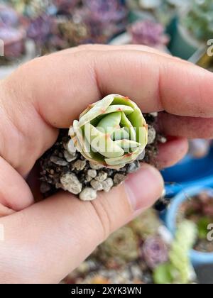 Echeveria Peach Pride in mano femminile Foto Stock