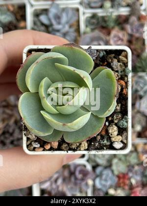 Vista dall'alto del Big Echeveria Peach Pride. Splendido fiore naturale succulento Foto Stock