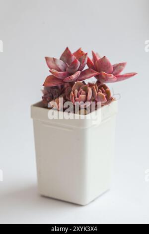 Pentola bianca con Graptoveria Douglas Huth sp e Echeveria Kisses Foto Stock