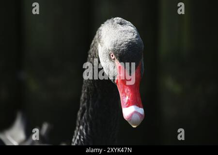 Il cigno nero è l'unico cigno quasi completamente nero, e ha anche il collo più lungo di tutti i cigni Foto Stock