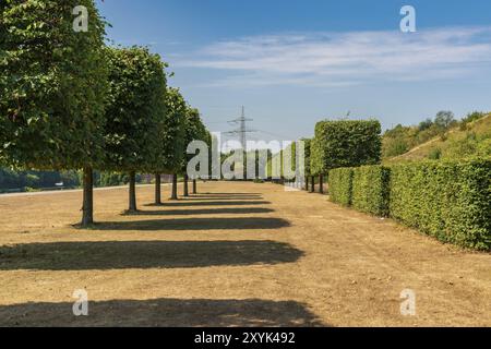 Una fila di alberi potati e siepi su un prato essiccato, visto nel Nordsternpark, Gelsenkirchen, Renania settentrionale-Vestfalia, Germania, Europa Foto Stock