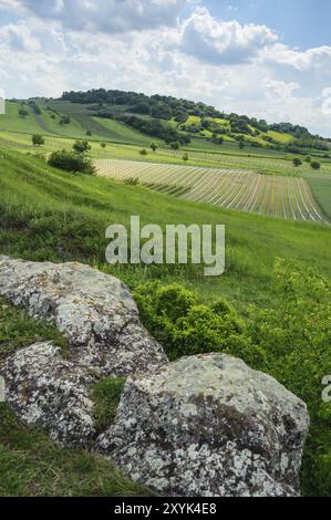 Vigneto in primavera a Oggau sul lago di Neusiedl Foto Stock