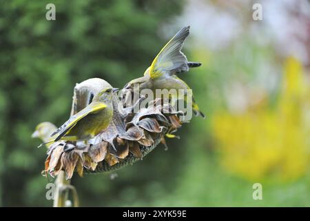 Greenfinch, femmina, Chloris chloris Greenfinch, chloris chloris, Greenfinch Foto Stock