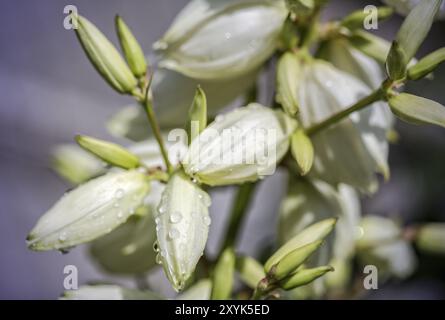 Fiori di un giglio di palma (Yucca filamentosa) nel giardino Foto Stock