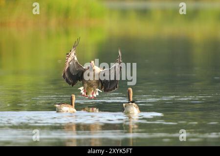 Graugaense, Anser anser, Greylag Goose Foto Stock