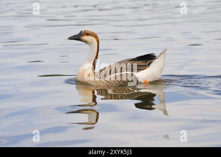 Schwanengans (Anser cygnoides), Swan Goose (Anser cygnoides) am Ammersee Foto Stock