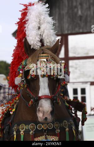 Cavallo da tiro italiano con una magnifica carrozza Foto Stock