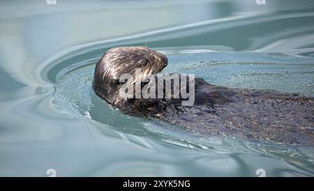 Lontre di mare che si nutrono nel porto di Seward in Alaska Foto Stock