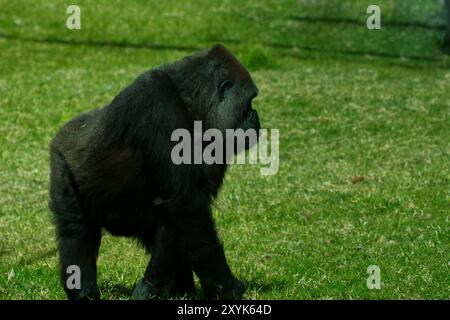 Gigantesco gorilla nero sull'erba allo zoo di Lisbona in Portogallo Foto Stock