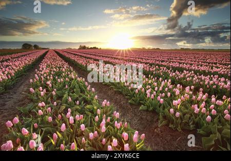 Splendido tramonto sul campo con tulipani rosa, Olanda Foto Stock