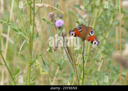 Farfalla di pavone comune europea (Aglais io, Inachis io), che si nutre di un fiore di cardo in estate in un prato. Farfalla di pavone in un prato Foto Stock