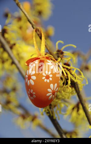 Arbusto di Pasqua Hamamelis, arbusto di hamamelis nel tempo di pasqua 03 Foto Stock