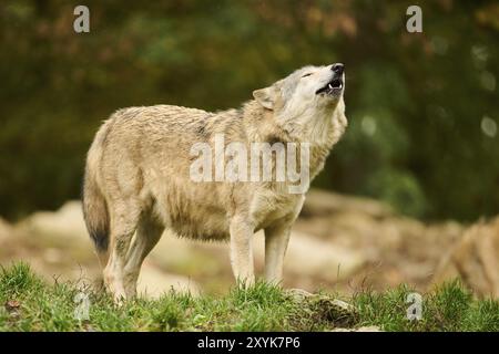 Lupo orientale (Canis lupus lycaon) in piedi su un prato, Baviera, Germania, Europa Foto Stock