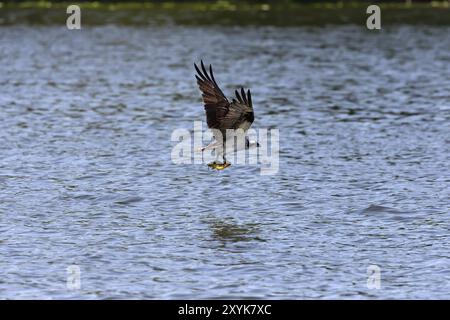 Falco pescatore occidentale in caccia. Scena naturale dal Wisconsin centrale Foto Stock