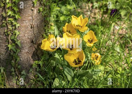 I tulipani gialli in fiore crescono in un gruppo su un tronco di albero nell'erba Foto Stock