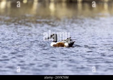 Spatola settentrionale maschile (Spatula clypeata), anatra con becco altamente specializzato per foraggio per invertebrati acquatici Foto Stock