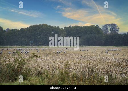 Gru in un luogo di riposo su un campo di mais raccolto di fronte a una foresta. Alimentazione di uccelli migratori. Animali selvatici sul Darss nella natura. Foto animali Foto Stock