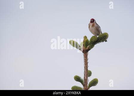 Una goldfinch femmina si trova sulla cima di un abete rosso Foto Stock