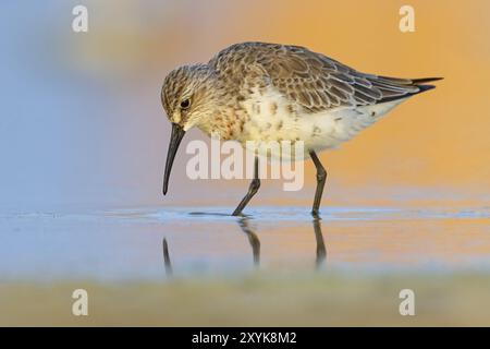 Curlew sandpiper (Calidris ferruginea), famiglia Snipe, East Khawr / Khawr ad Dahariz, Salalah, Dhofar, Oman, Asia Foto Stock