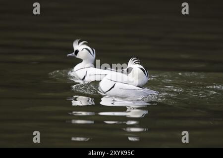 Merganser petto rosso, Mergellus albellus, puzza Foto Stock