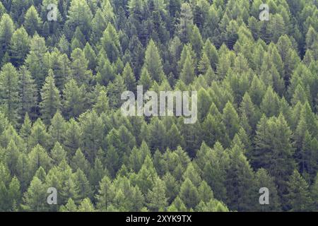 Foresta di larici, a grandezza naturale, sfondo Foto Stock