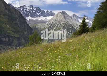 Prato fiorito nelle Alpi Foto Stock