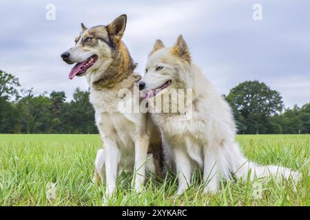 Due cani husky seduti fianco a fianco al di fuori di erba Foto Stock
