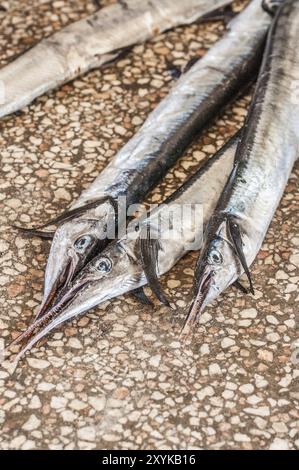 Barracuda, fresco dell'oceano, in vendita al mercato del pesce di Stonetown, Zanzibar Foto Stock