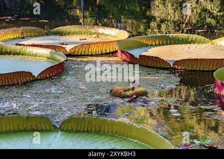 Victoria regia, pianta acquatica tipica della regione amazzonica, galleggiante sulle acque di un lago Foto Stock