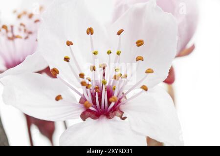 Fiore della prugna a foglia viola (Prunus cerasifera nigra) Foto Stock