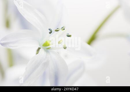 Scilla, primo piano, tagliato Foto Stock