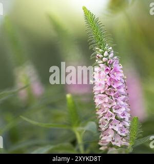 speedwell rosa (Veronica spicata) nel giardino Foto Stock