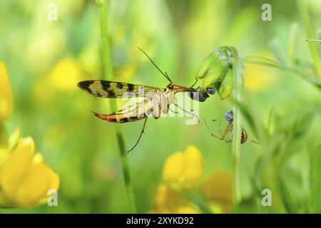 Scorpionfly comune (Panorpa communis), scorpionfly comune (Panorpa communis) Panorpa Foto Stock