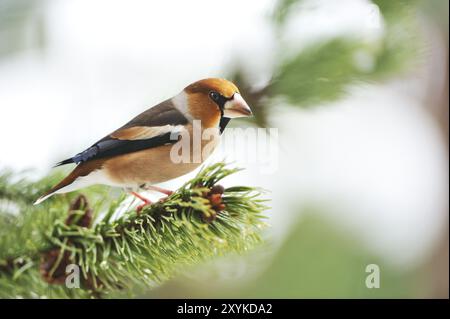 Hawfinch seduto su un pino. Hawfinch seduto su un albero Foto Stock