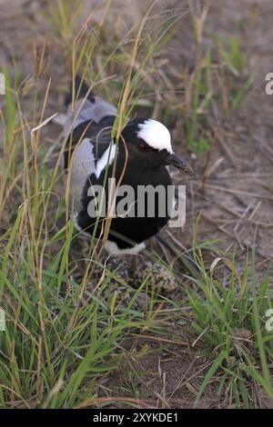 Arma Lapwing Foto Stock