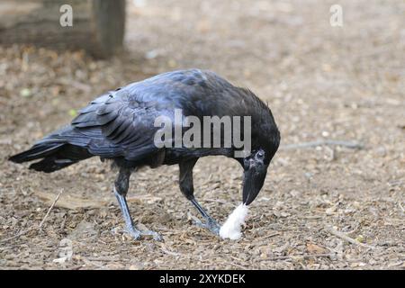 Raven con bottino. Raven comune con un topo Foto Stock