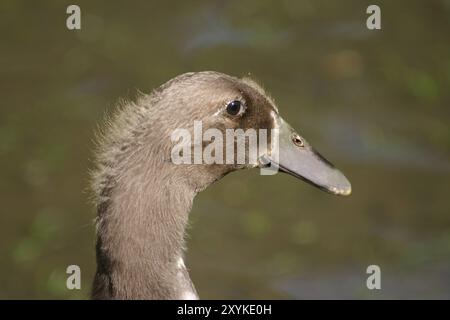 Ritratto di un oca graylag Foto Stock