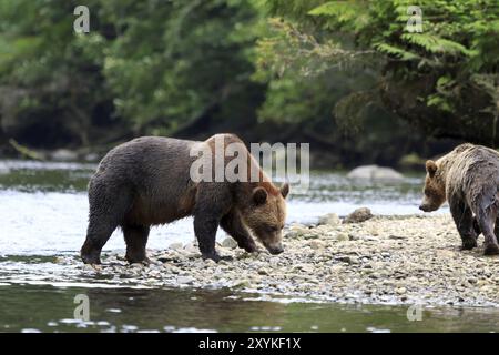 Grizzly Orso in Knight Inlet Foto Stock