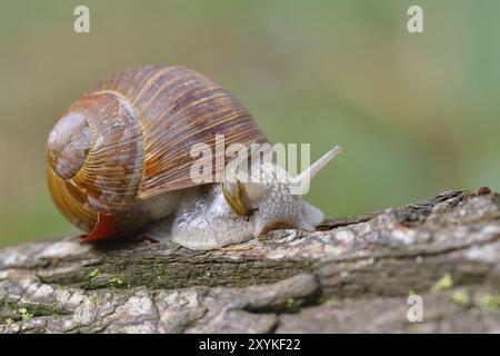 Helix pomatia, nomi comuni: Lumaca romana, lumaca borgogna nella foresta. Lumaca del vigneto sul fondo della foresta Foto Stock