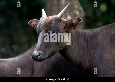 Primo piano di un cervo anoa Foto Stock