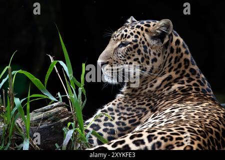 Leopardo di Giava che giace sul campo erboso Foto Stock