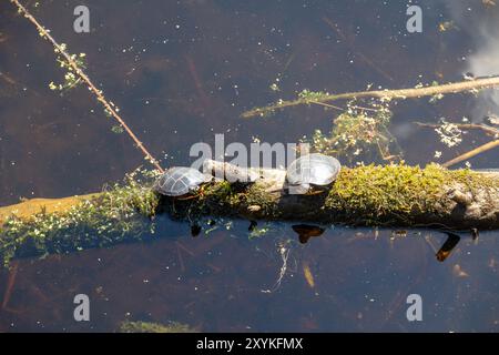 Due tartarughe dipinte (Chrysemys picta) su un tronco di Mossy Foto Stock