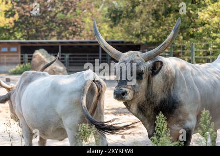 Due mucche in piedi in un campo con una di loro che ha un grande corno sulla testa. L'altra mucca ha una coda bianca Foto Stock